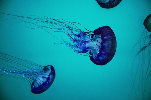 medúzy pod vodou