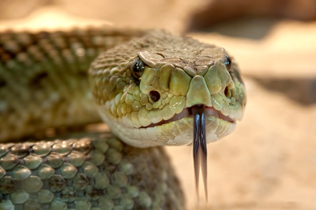 hlava hada