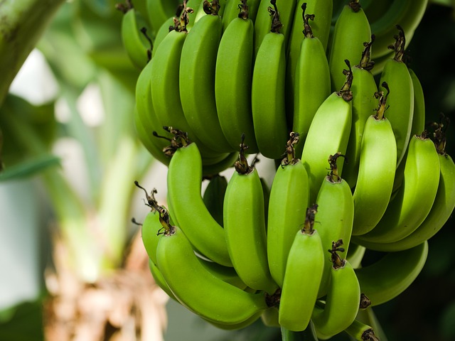 banán rostlina.jpg